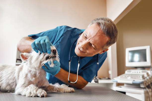 Best Broken or Cracked Tooth Emergency Dentist in Graysville, TN